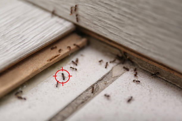 Best Cockroach Control Services  in Albion, IL