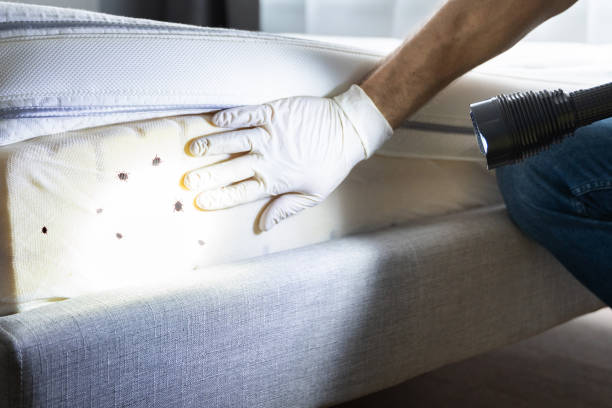 Best Affordable Pest Control Services  in Albion, IL