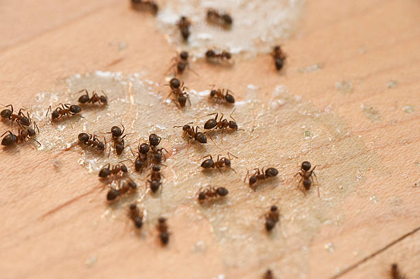 Best Local Pest Control Services  in Albion, IL