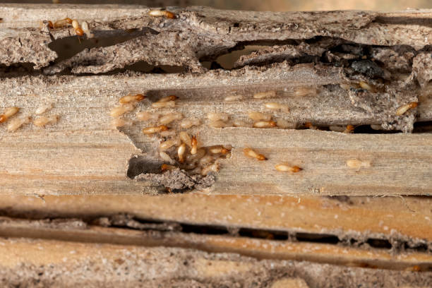 Best Residential Pest Control  in Albion, IL